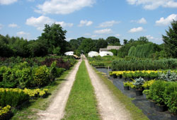 Szkółka Szpakowscy - Kijany