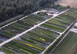 Szpakowscy - nasze rośliny